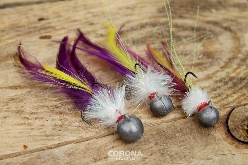 jaki kogut na sandacze